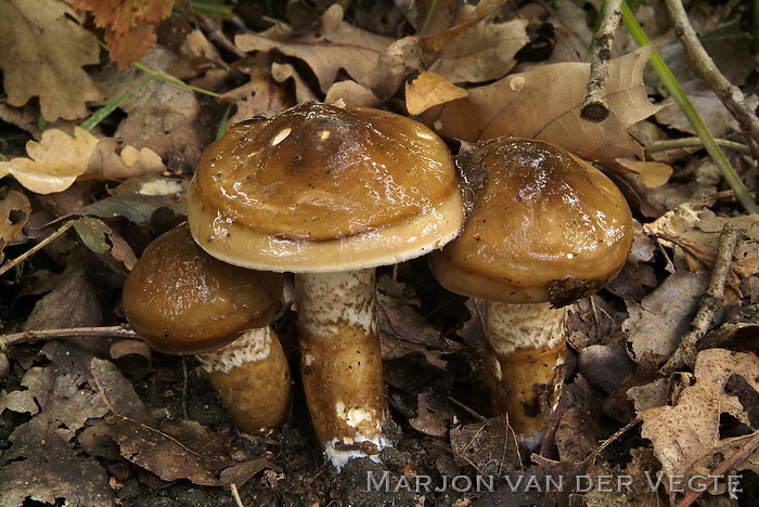 Olijfkleurige slijmkop - Hygrophorus persoonii